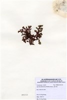 藏品(藍子藻)的圖片